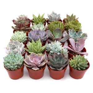 Rosette Succulent Variety Packs - 20 Pack