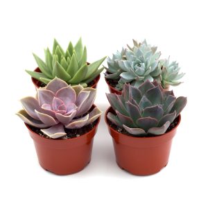 Rosette Succulent Variety Packs - 4 Pack